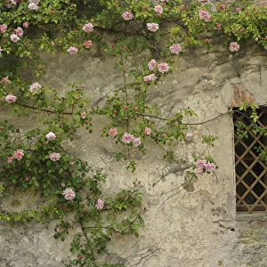 Roses on old stone wall, Tuscany, Italy