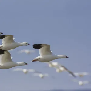 Ross geese flying