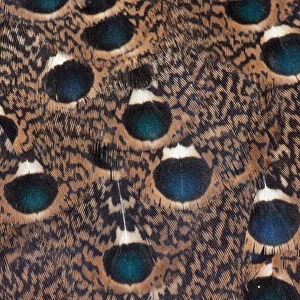 Rothchild Peacock Pheasant feathers