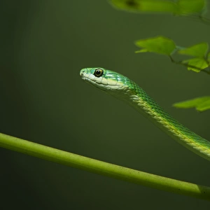 Rough Green Snake (Opheodrys aestivus) CAPTIVE, Northern. Georgia, USA