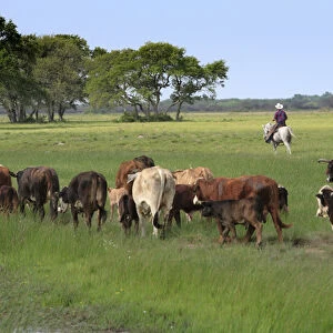 Rounding up of Braford cattle, Seadrift, TX