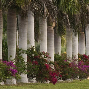 Row of stately Cuban Royal Palms Roystonea regia Bougainvilleas flowers