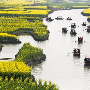 Rowing boat on river through Thousand-Islet canola flower fields, Xinghua, Jiangsu Province