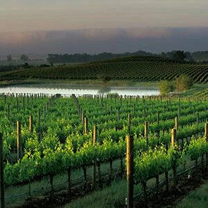 Rows of grape vines in the scenic Napa Valley wine country, in California