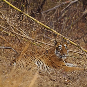 Royal Bengal Tiger, in the bamboo forest, Tadoba Andheri Tiger Reserve, India