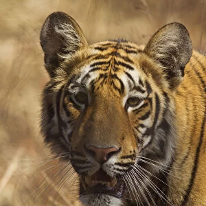 Royal Bengal Tiger, a close up, Tadoba Andheri Tiger Reserve, India