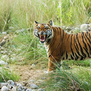 Royal Bengal Tiger (male) snarling, on the riverbed of Ramganga river