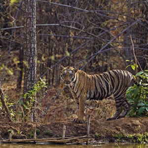 Royal Bengal Tiger, near jungle pond, Tadoba Andheri Tiger Reserve, India
