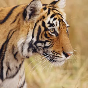 Royal Bengal Tiger watching from the grassland, Ranthambhor National Park, India