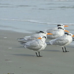 Royal Tern, New Smyrna Beach, Florida, USA