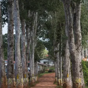 Rubber Walk Print Mabaruma Guyana