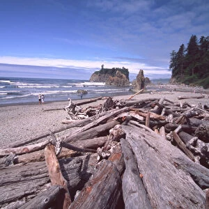 Ruby Beach Driftwood and Sea Stacks, Olympic National Park; Washington; US