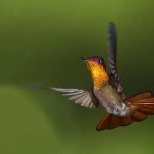 Ruby Topaz Hummingbird Ruby Topaz Hummingbird