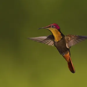 Ruby Topaz Hummingbird Ruby Topaz Hummingbird
