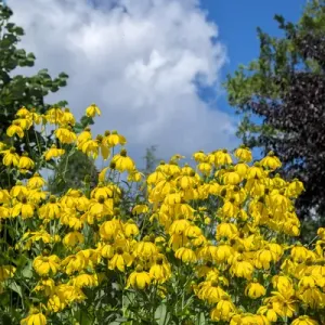 Rudbeckia hirta, USA