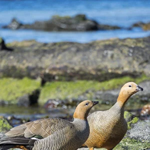Ruddy-headed Goose (Chloephaga rubidiceps) in tidal area of Carcass Island, Falkland
