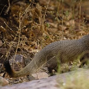 Ruddy Mongoose (Herpestes smithii) Ranthambhore National Park. Rajasthan. INDIA