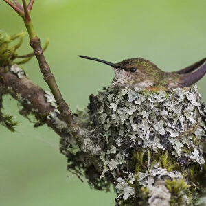 Rufous hummingbird female sitting on nest