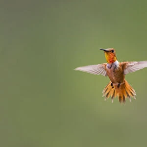 Rufous hummingbird (Selasphorus rufus)