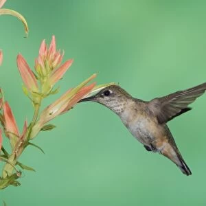 Rufous Hummingbird, Selasphorus rufus, immature in flight feeding on paintbrush flower