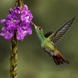 Rufous tailed hummingbird, Costa Rica