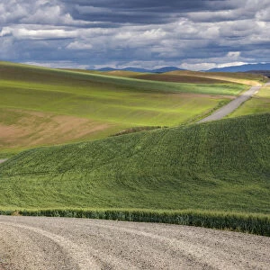 Rural gravel road running across rolling fields of wheat crops