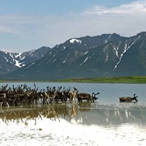 Russia, Kamchatka Peninsula, Russian Far East, Anadyr Bay, Bering Sea, Caribou