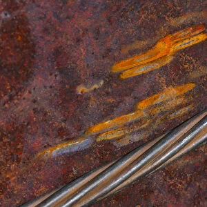 Rust abstract