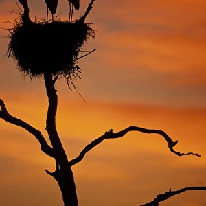 S. A. Brazil, Pantanal Nesting storks