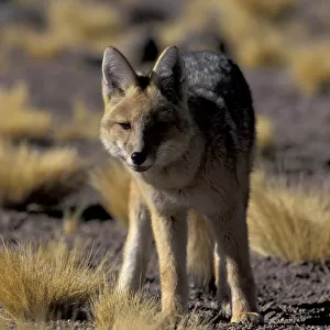 SA, Chile, Altiplano, P. N. Los Flamencos Andean fox (Pseudalopex culpaeus)