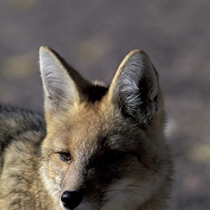 SA, Chile, Altiplano, P. N. Los Flamencos Andean fox (Pseudalopex culpaeus)