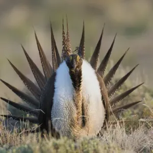 Sage Grouse; Courtship Display Sage Grouse; Courtship Display