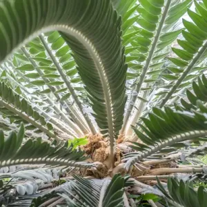 Sago-Palm Print, USA Sago-Palm Print, USA