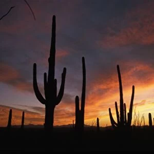saguaro cacti, Carnegiea gigantea, after sunset in Saguaro National Park, Arizona