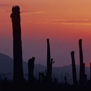 Saguaro Cactus (Carnegiea gigantea), Sunset, Saguaro National Park, Tuscon, Arizona, USA