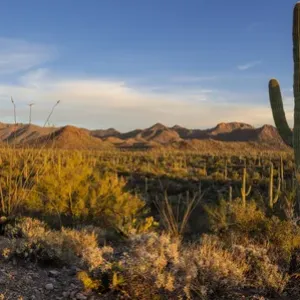 Saguaro National Park Print - Large Format Landscape Photo