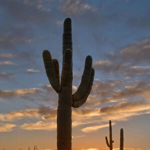 Saguaro cactus in the lower Sonoran desert in southern Arizona