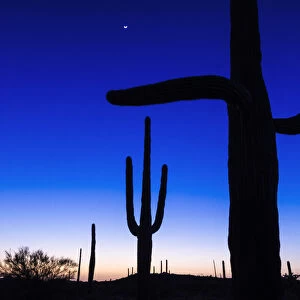 Saguaro cactus at sunset, Organ Pipe Cactus National Monument, Arizona USA