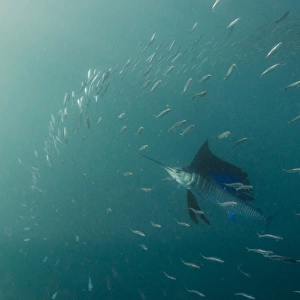 Sailfish (Istiophorus sp. ) Feeding on sardines (Sardinops sagax), Sardine run, Eastern Cape