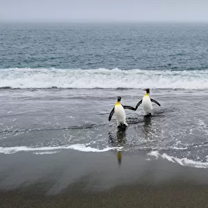 Salisbury Plain, South Georgia Island. King penguins arriving from the sea
