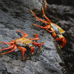 Sally lightfoot crab. Espanola Island, Galapagos Islands, Ecuador