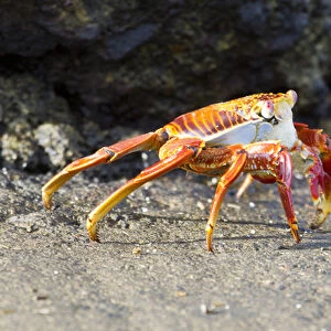 Sally Lightfoot Crab (Grapsus grapsus) on Floreana Island, Galapagos Islands