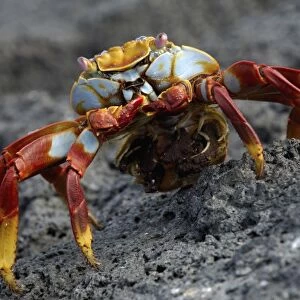 Sally lightfoot crab (Grapsus grapsus) with egg sack, Fernandina Island Island, Galapagos Islands