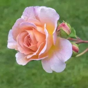Salmon-Colored Rose Bush Print Salmon-Colored Rose Bush Print