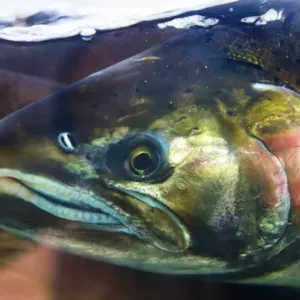 Salmon Head Close Up Issaquah Hatchery Washington. Salmon swim up the Issaquah creek Salmon Head Close Up Issaquah Hatchery Washington. Salmon swim up the Issaquah creek