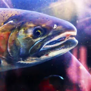 Salmon Head Close-Up Print, Issaquah Hatchery Salmon Head Close-Up Print, Issaquah Hatchery