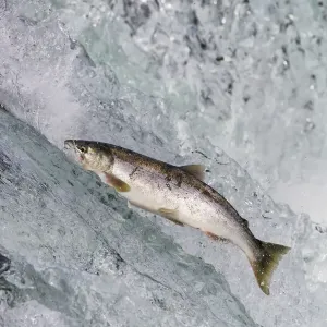 Salmon jumping over Brooks Falls, Katmai National Park, Alaska, USA Salmon jumping over Brooks Falls, Katmai National Park, Alaska, USA
