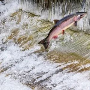 Salmon Jumping Dam Issaquah Hatchery Print Salmon Jumping Dam Issaquah Hatchery Print
