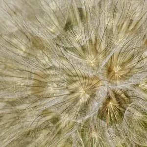 Salsify Seed Pod Print, Tragopogon porrifolius Salsify Seed Pod Print, Tragopogon porrifolius
