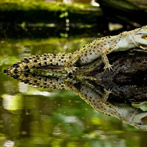 Salt Water Crocodile, Crocodylus porosus, Native to Australia
